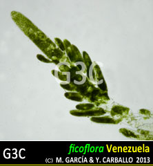 Bryopsis plumosa Bryopsis plumosa