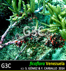 Cryptonemia crenulata Cryptonemia crenulata