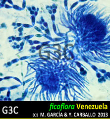 Ganonema farinosum Ganonema farinosum