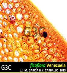 Gelidium pusillum Gelidium pusillum