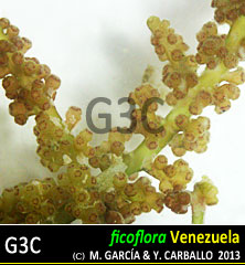 Palisada perforata Palisada perforata