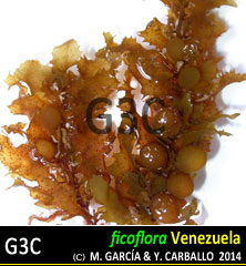 Sargassum polyceratium Sargassum polyceratium